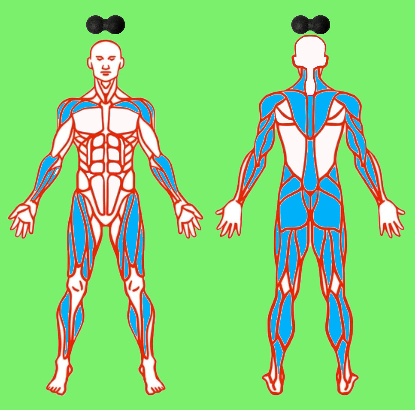 Double ball back roller