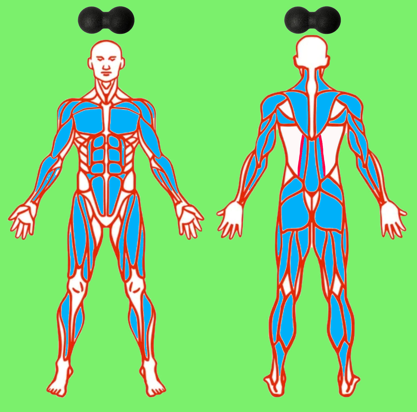 Double ball back roller